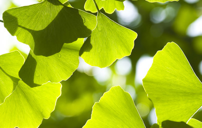 Ginko (Ginkgo biloba) Ginko (Ginkgo biloba)